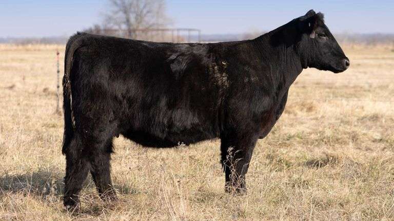 TAG 180 BRED HEIFER