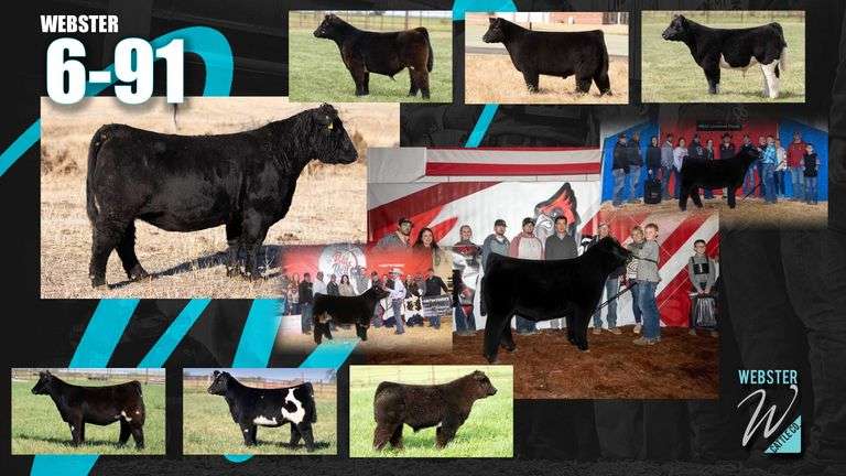 TAG 6/91 BRED HEIFER
