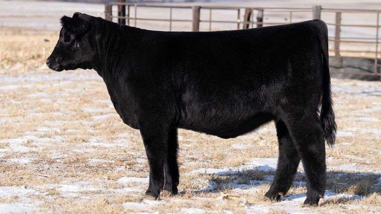 TAG 59 HEIFER