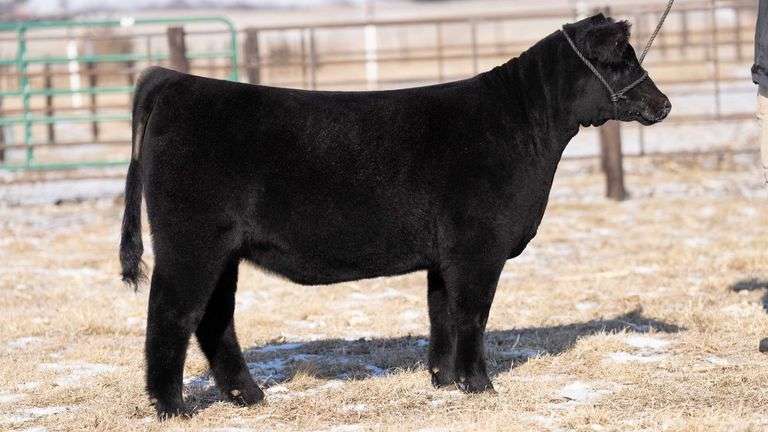 TAG 76 HEIFER