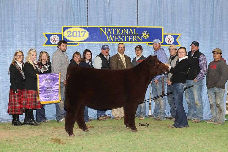 TAG 23 - % SIMMENTAL HEIFER