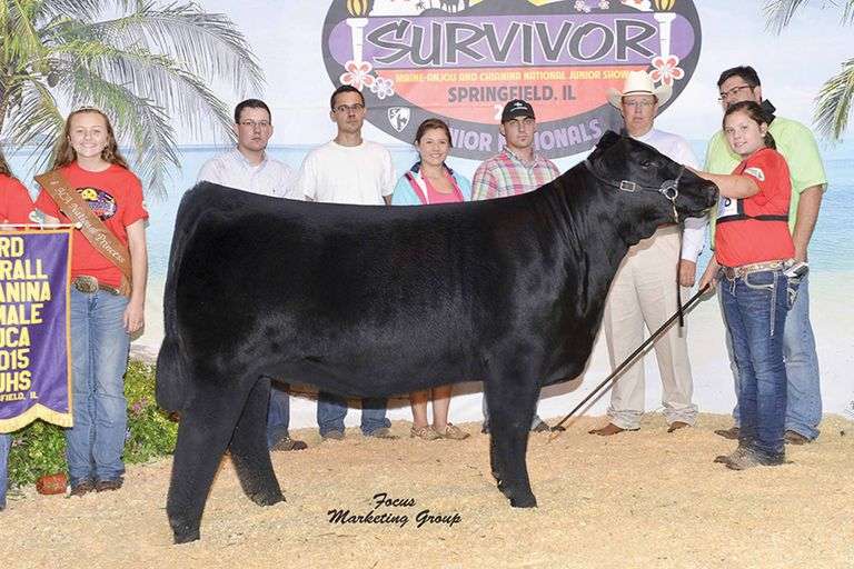 TAG 33 - MAINE/CHI HEIFER