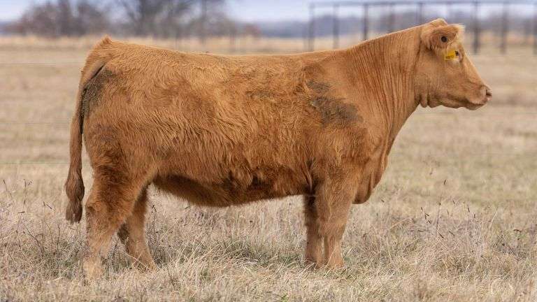 TAG 074 BRED HEIFER