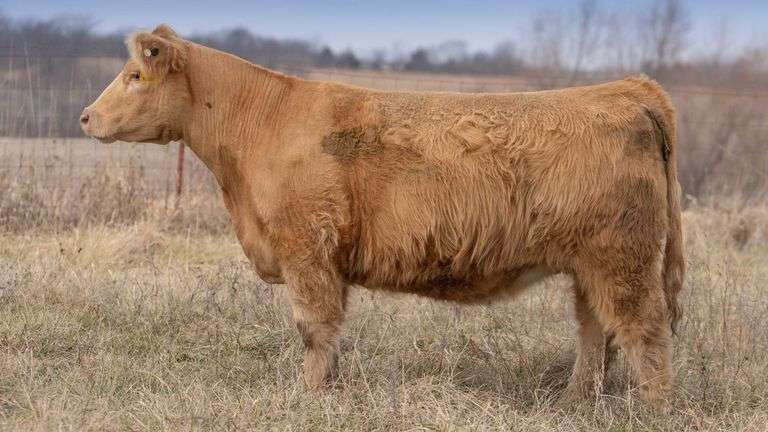TAG 006 BRED HEIFER