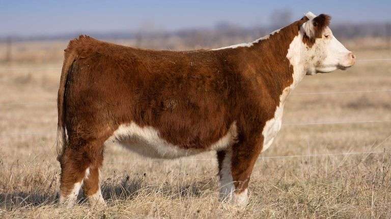 TAG 0167 BRED HEIFER