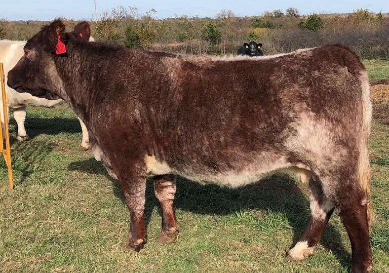 700 X MONOPOLY EMBRYOS