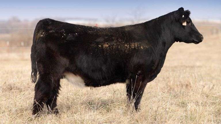 TAG 195 BRED HEIFER