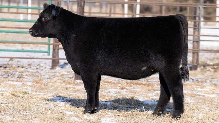 TAG 63 HEIFER