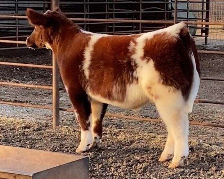 2011 X HEAT WAVE EMBRYOS
