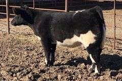 2011 X HEAT WAVE EMBRYOS