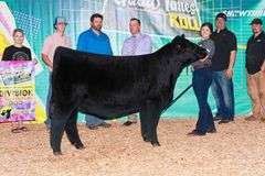 TAG 51 - MAINETAINER/CHI HEIFER