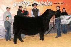 TAG 51 - MAINETAINER/CHI HEIFER