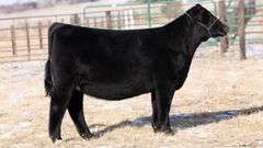 TAG 66 HEIFER