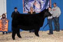 TAG 39  HEIFER