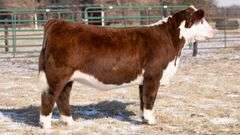 TAG 40 HEIFER