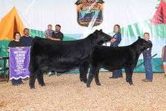TAG 51 - MAINETAINER/CHI HEIFER