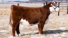 TAG 62 HEIFER
