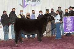 TAG 51 - MAINETAINER/CHI HEIFER