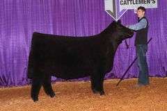 TAG 29  HEIFER