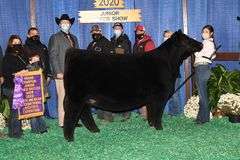 TAG 51 - MAINETAINER/CHI HEIFER
