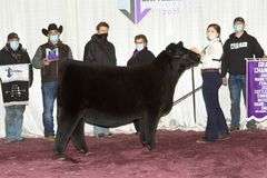 TAG 51 - MAINETAINER/CHI HEIFER