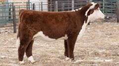 TAG 72 HEIFER