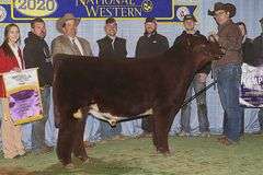 TAG 36  HEIFER
