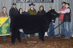 TAG 42 -  MAINE/CHI HEIFER