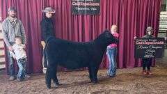 TAG 51 - MAINETAINER/CHI HEIFER