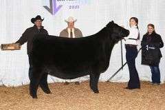 TAG 51 - MAINETAINER/CHI HEIFER