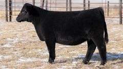 TAG 64 HEIFER