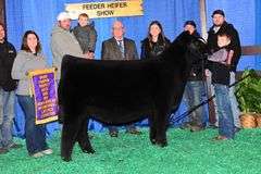 TAG 55 - SIMMENTAL HEIFER