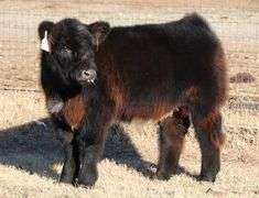 2011 X HEAT WAVE EMBRYOS