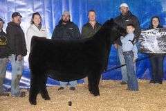 TAG 55 - SIMMENTAL HEIFER
