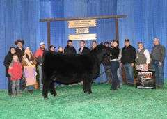 TAG 51 - MAINETAINER/CHI HEIFER