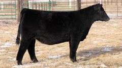 TAG 69 HEIFER