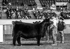 TAG 29  HEIFER
