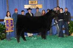 TAG 29  HEIFER