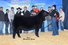 TAG 55 - SIMMENTAL HEIFER