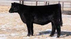 TAG 59 HEIFER
