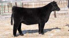 TAG 76 HEIFER