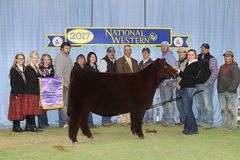 TAG 23 - % SIMMENTAL HEIFER