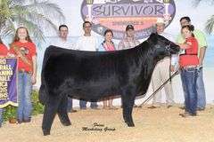 TAG 33 - MAINE/CHI HEIFER