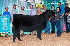 TAG 51 - MAINETAINER/CHI HEIFER