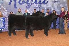 TAG 41  HEIFER