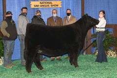 TAG 51 - MAINETAINER/CHI HEIFER