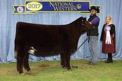 TAG 36  HEIFER