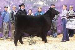 TAG 55 - SIMMENTAL HEIFER