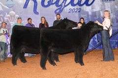 TAG 51 - MAINETAINER/CHI HEIFER