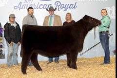 TAG 23 - % SIMMENTAL HEIFER